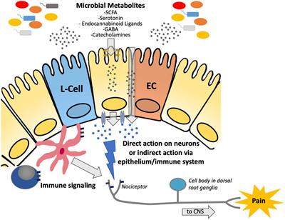 Metabolomics: The Key to Unraveling the Role of the Microbiome in Visceral Pain Neurotransmission